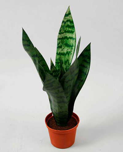 5741 Mother-in-Law’s Tongue 45cm